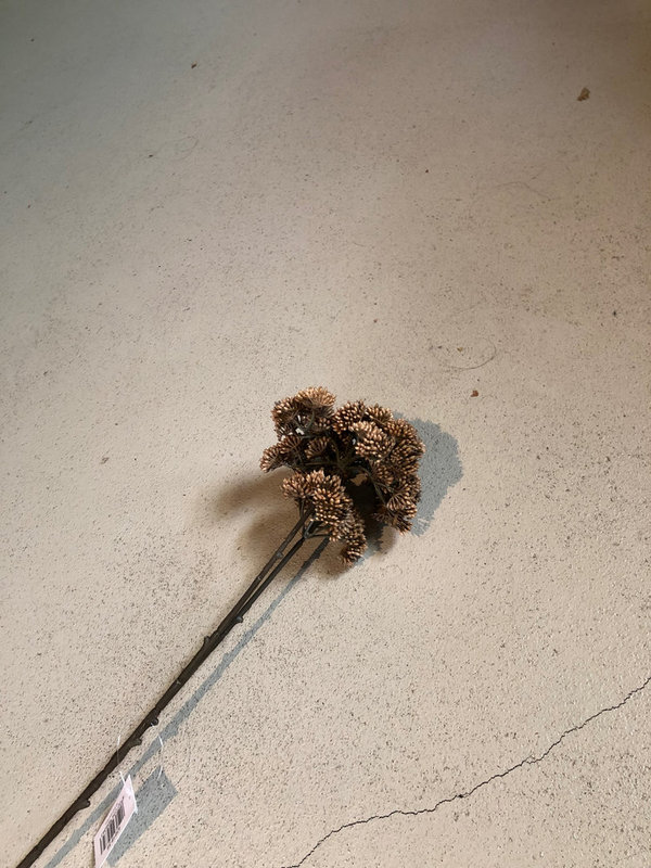 Brynxz Anethum twig, 70 cm, Brown
