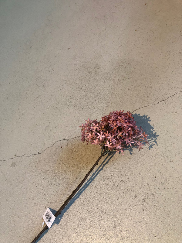 Brynxz Elderberry Flower, 71 CM, dusty pink