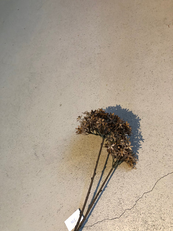 Brynxz Elderberry flower, 71 cm, brown
